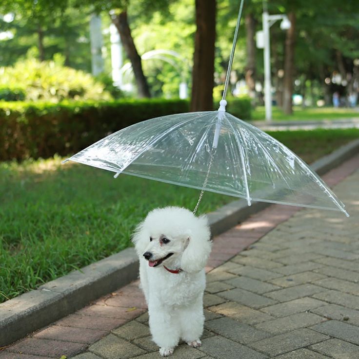 Pet-Umbrella 🌂🐾