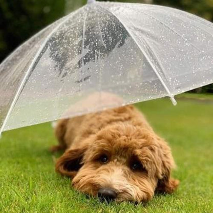 Pet-Umbrella 🌂🐾